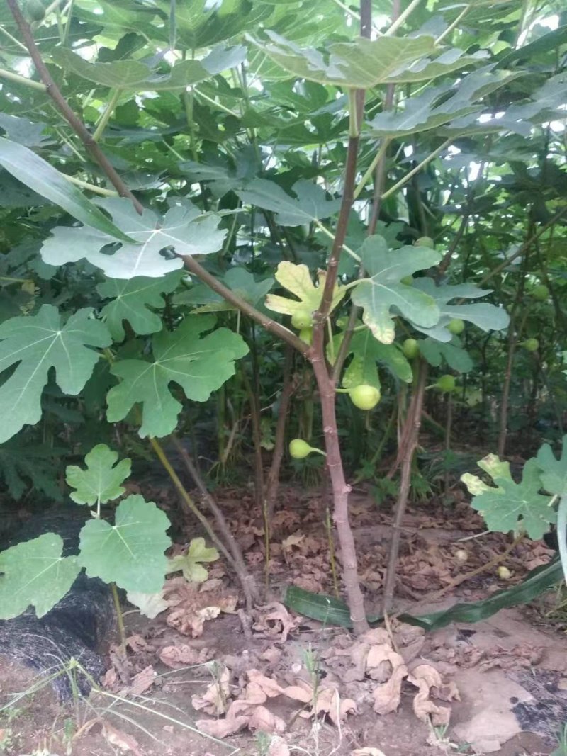 波姬红无花果苗布兰瑞克无花果苗无花果保品种