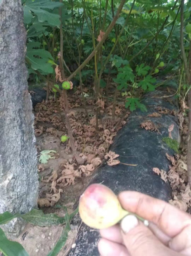 波姬红无花果苗布兰瑞克无花果苗无花果保品种
