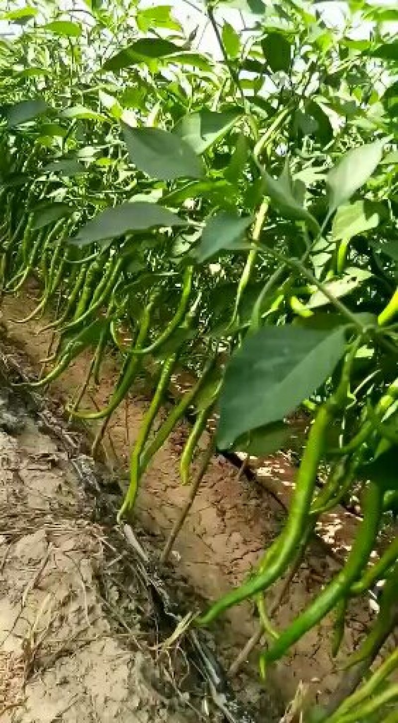 陕西渭南线椒，规格齐全品质保障大量供应，可视频看货