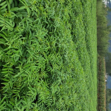 九叶青椒苗、红椒树苗、无刺花椒树苗、常年供应、袋苗地苗