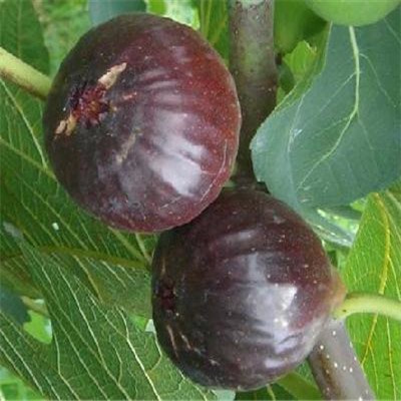 波姬红无花果苗布兰瑞克无花果苗无花果保品种