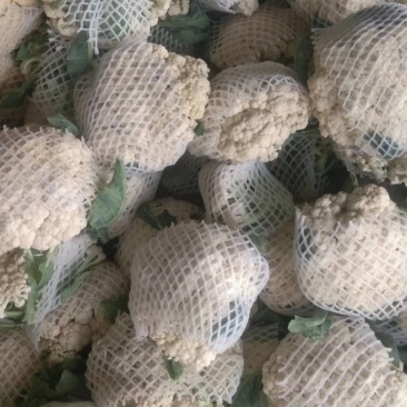 菜花散花2斤左右乳白