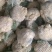 菜花散花2斤左右乳白