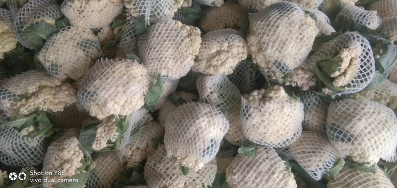 菜花散花2斤左右乳白
