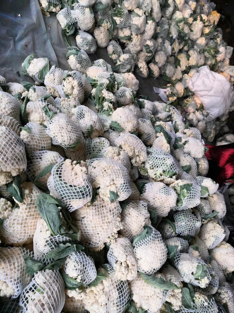 菜花散花2斤左右乳白