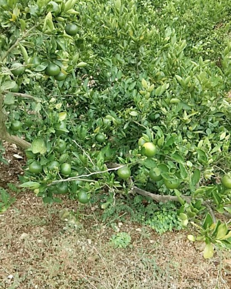蜜橘