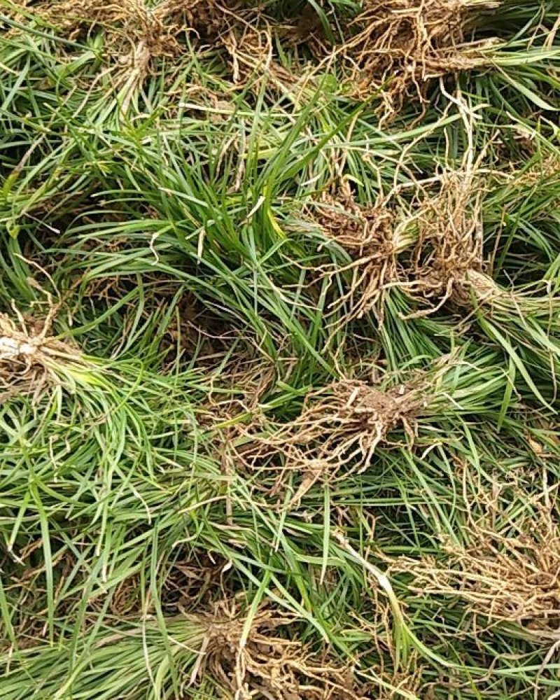 细叶麦冬草四川绵阳三台县产地直发绿化草坪