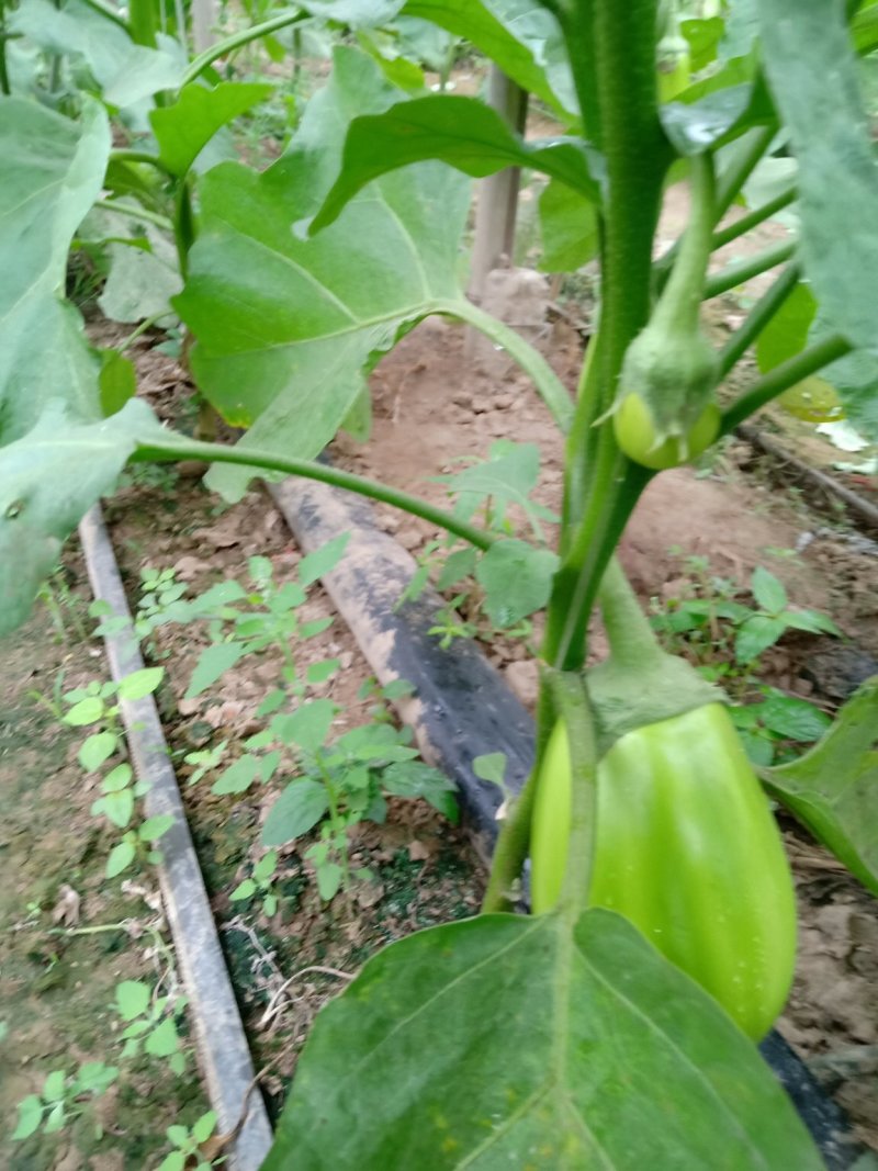 ，大棚，无籽青茄子，保质保量，供货时间长诚信合作