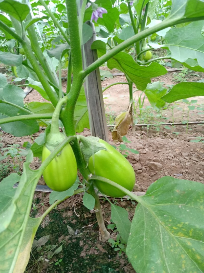 ，大棚，无籽青茄子，保质保量，供货时间长诚信合作