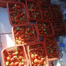 草莓大量现货