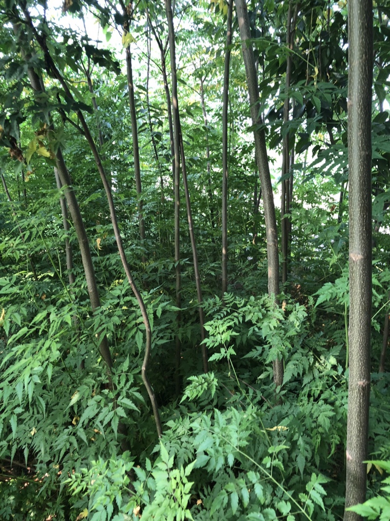 3公分苦楝，3公分苦楝量大。