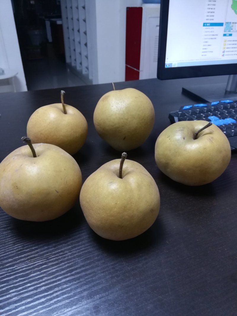 晚秋黄梨可以卖了