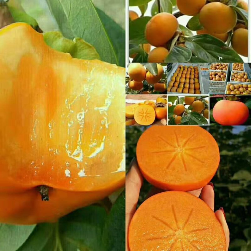 陕西礼泉脆甜的阳丰柿子，货源充足大量批发零售