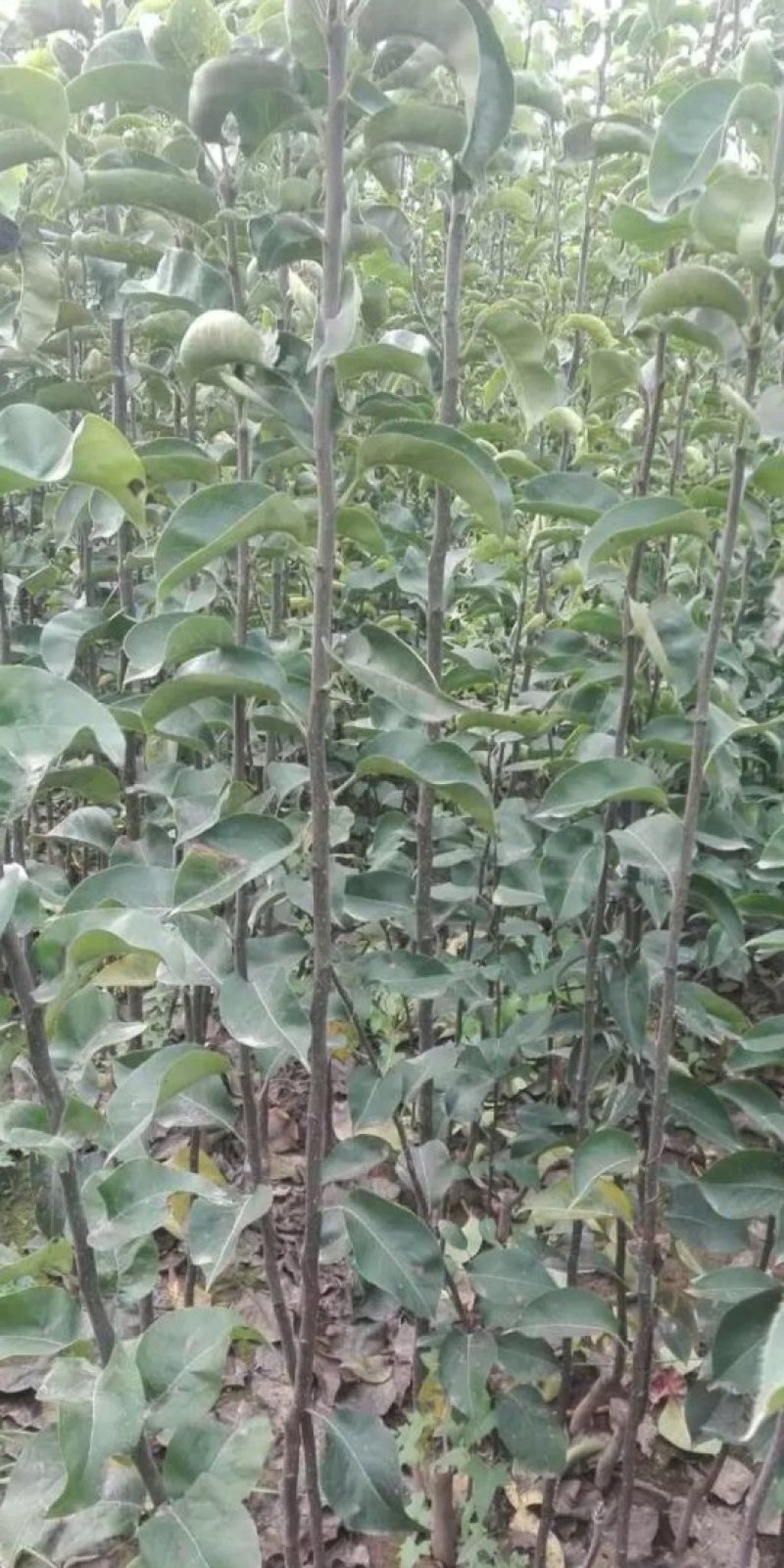 秋月梨树苗，梨树苗，新品种梨树苗，嫁接品种梨树苗