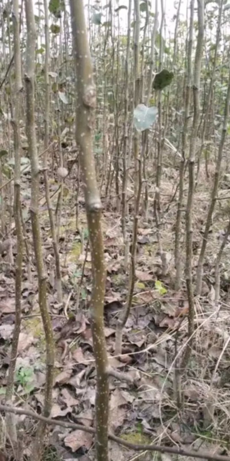 秋月梨树苗，梨树苗，新品种梨树苗，嫁接品种梨树苗