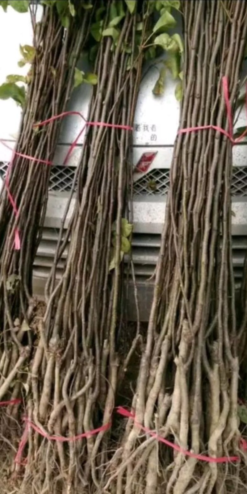秋月梨树苗，梨树苗，新品种梨树苗，嫁接品种梨树苗