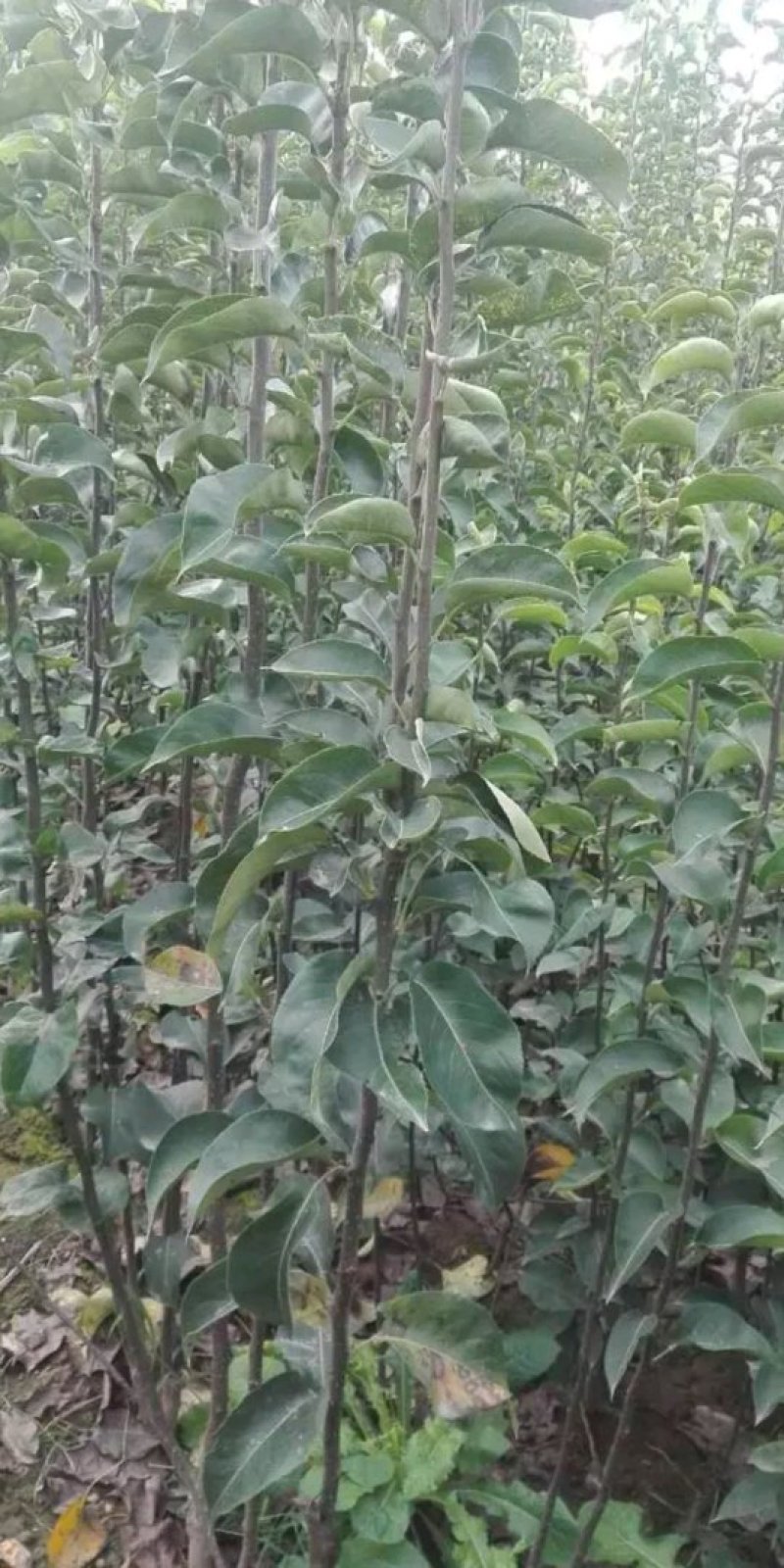 秋月梨树苗，梨树苗，新品种梨树苗，嫁接品种梨树苗