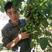 软枣猕猴桃苗，品种多，易成活，可提供技术
