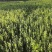 卫茅40—70厘米-各种规格齐全，产地大量供应，苗圃直销