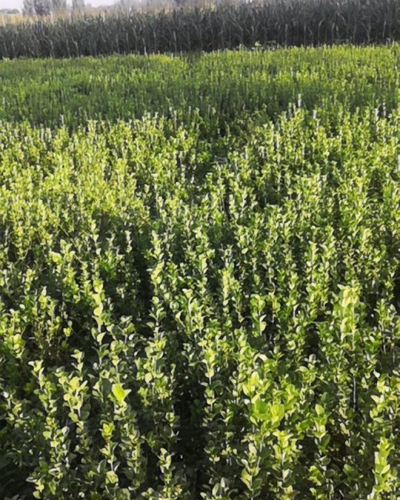 卫茅40—70厘米-各种规格齐全，产地大量供应，苗圃直销