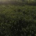 卫茅40—70厘米-各种规格齐全，产地大量供应，苗圃直销
