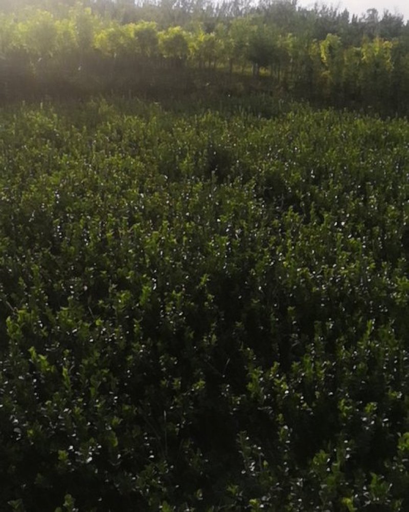 卫茅40—70厘米-各种规格齐全，产地大量供应，苗圃直销