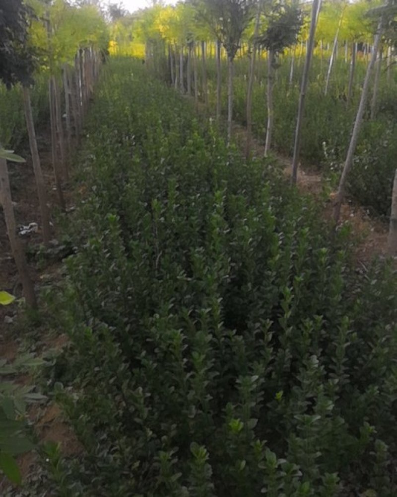 卫茅40—70厘米-各种规格齐全，产地大量供应，苗圃直销
