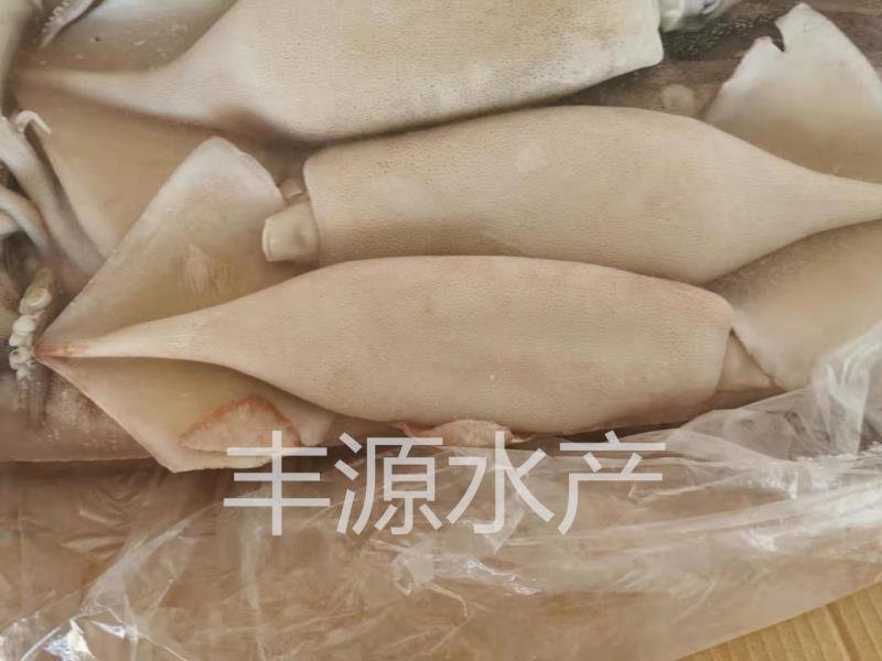 鱿鱼黄海鱿鱼特大鱿鱼