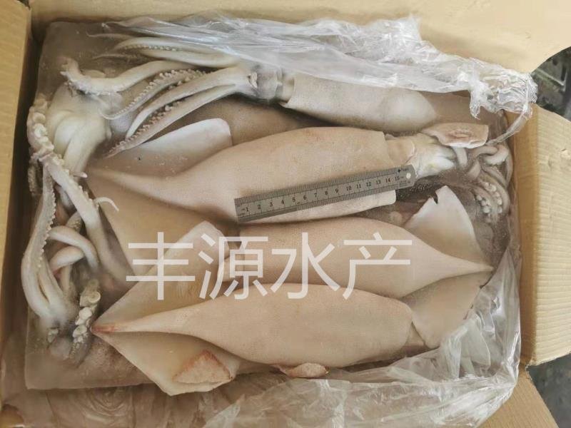 鱿鱼黄海鱿鱼特大鱿鱼