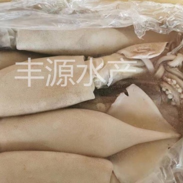 鱿鱼黄海鱿鱼特大鱿鱼