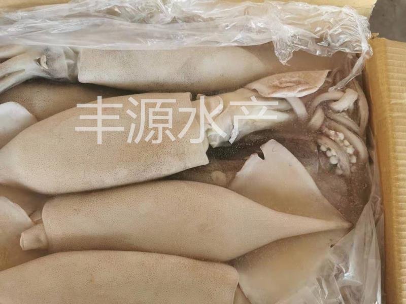 鱿鱼黄海鱿鱼特大鱿鱼