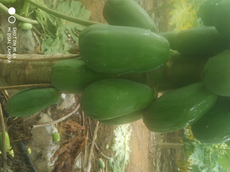 水果木瓜