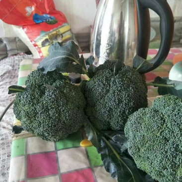 西兰花，河北唐山大量供应
