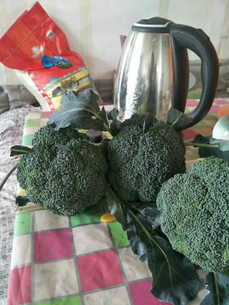 西兰花，河北唐山大量供应