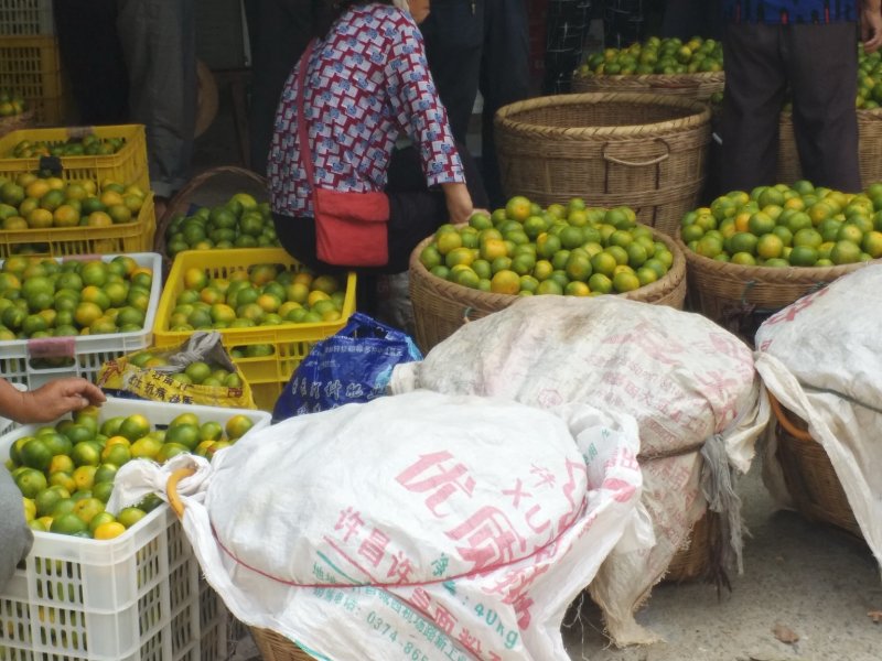 东江湖蜜橘大量上市了