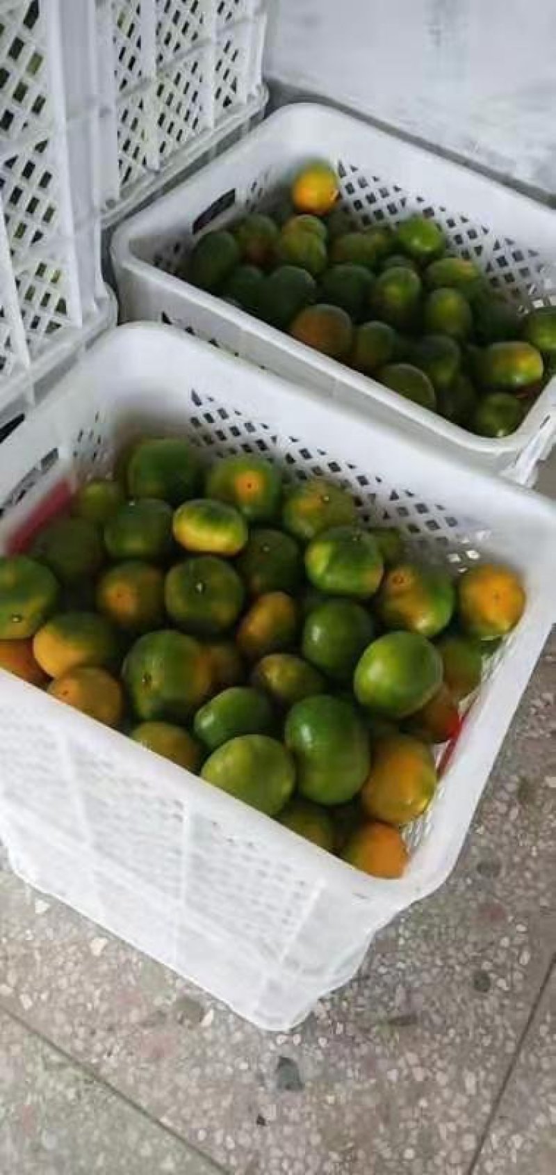 东江湖蜜橘大量上市了