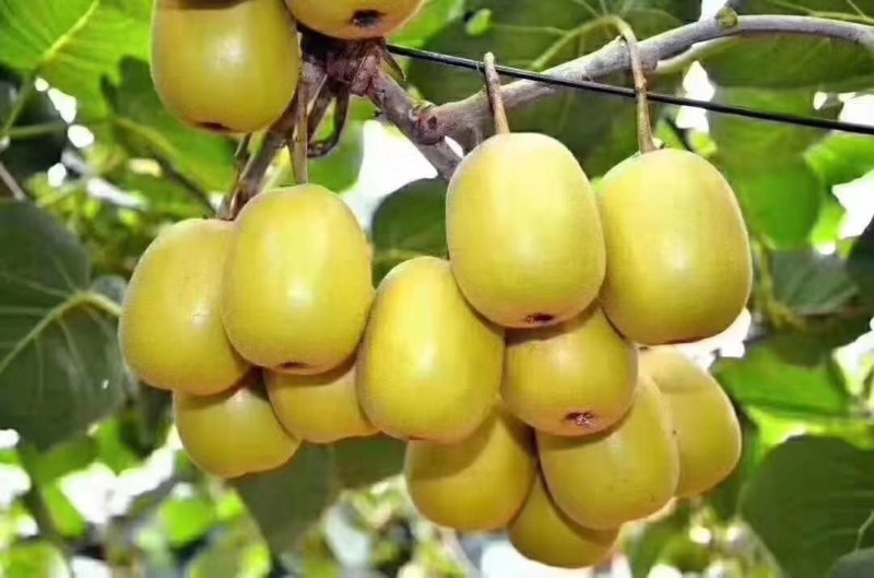 苍溪红心猕猴桃特惠基地包邮对接电商平台支持一件代发