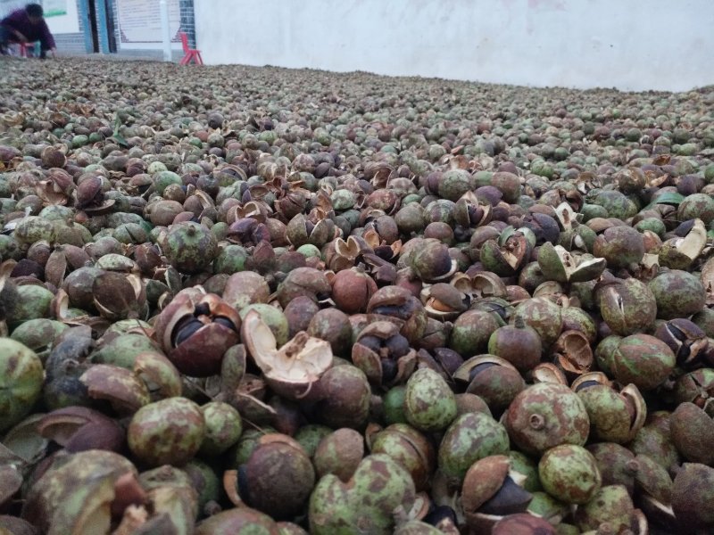 出售高质量小果油茶籽
