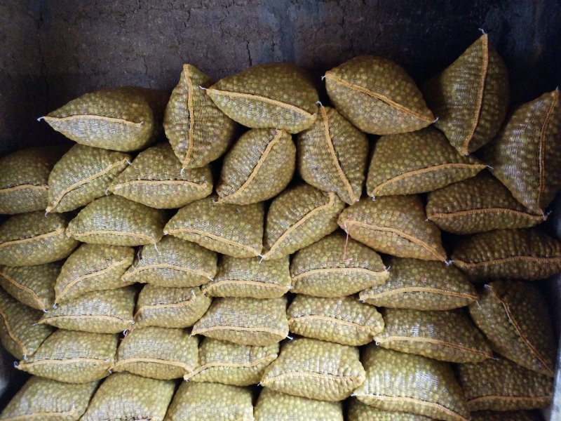 出售高质量小果油茶籽