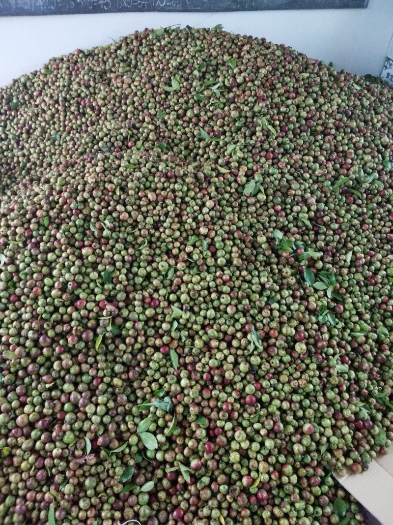 出售高质量小果油茶籽