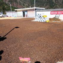 出售高质量小果油茶籽
