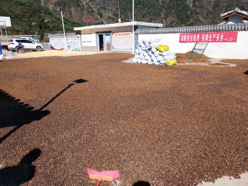 出售高质量小果油茶籽