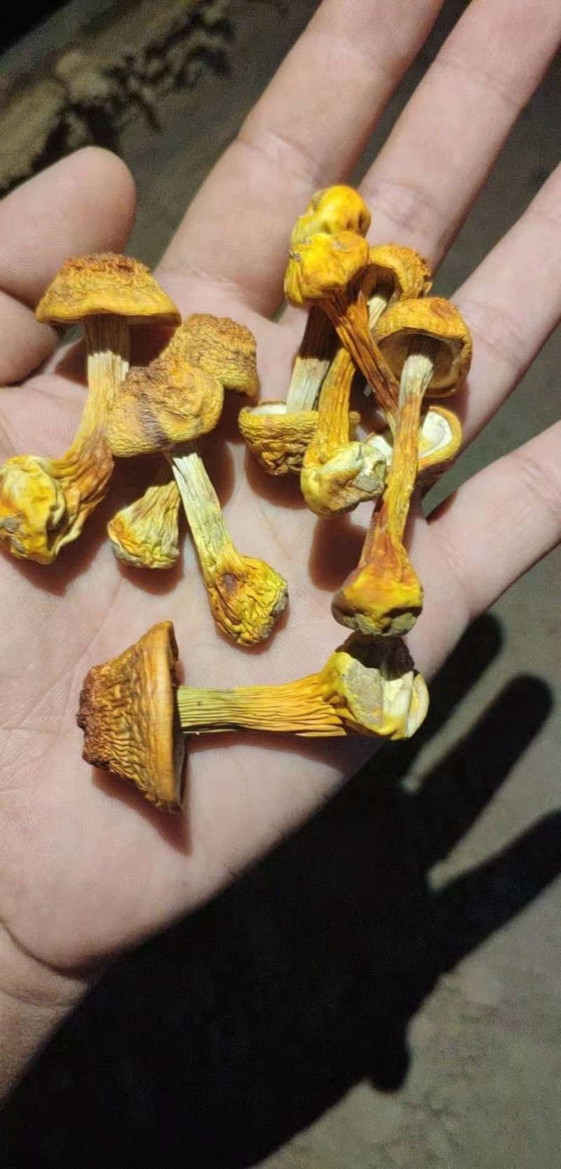 姬松茸干货
