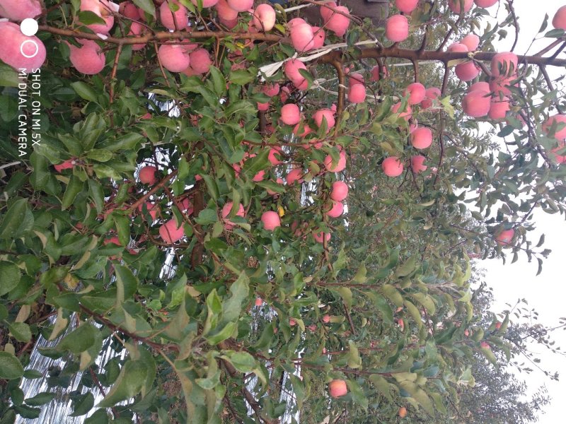 烟台苹果红富士