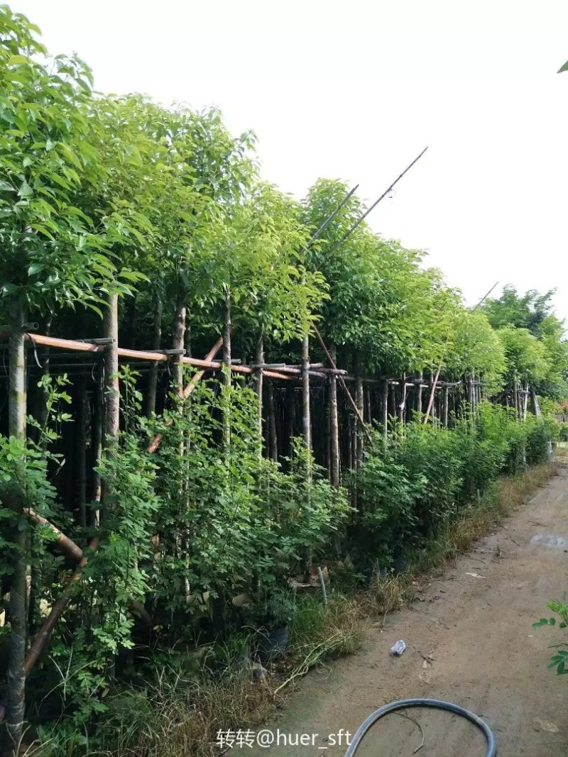 香樟树