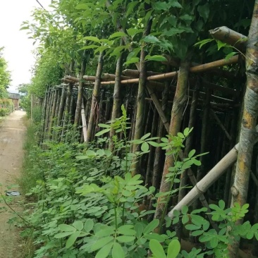 香樟树