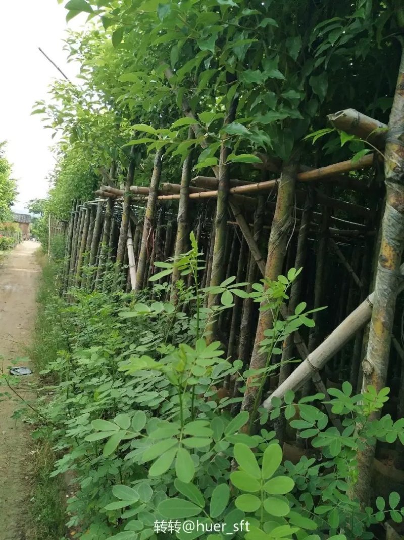 香樟树