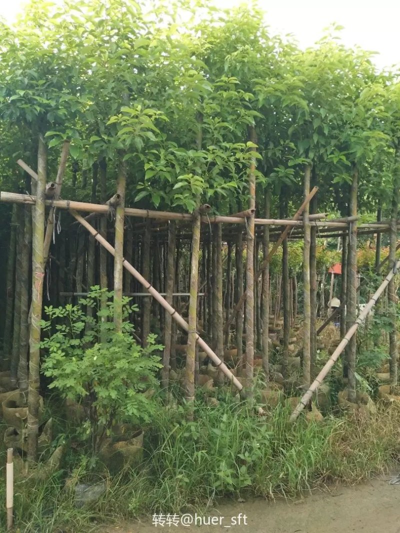 香樟树