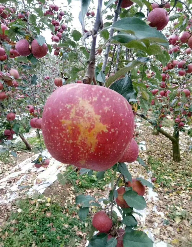 （专业代办）昭通冰糖心丑苹果，一件代发，电商平台团购。