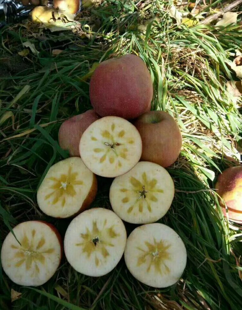 昭通苹果冰糖心丑苹果代办，电商平台供应链一件代发。团购。